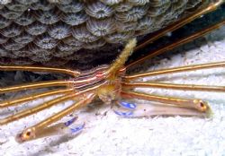 Yellow line arrow crab hiding under coral head by Carl Matisse 